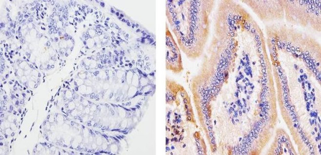 CCL4 Antibody in Immunohistochemistry (Paraffin) (IHC (P))