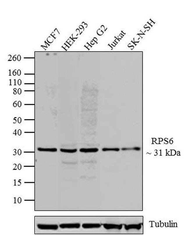 S6 Antibody in Western Blot (WB)