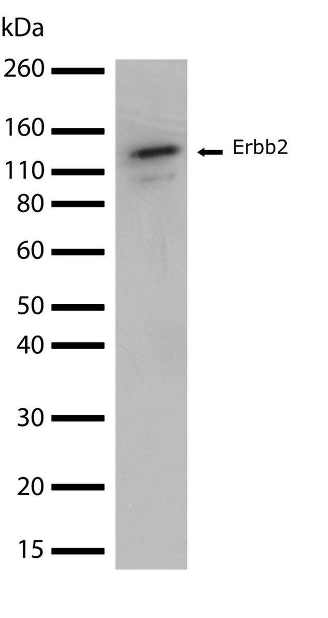 ErbB2 (HER-2) Antibody in Western Blot (WB)