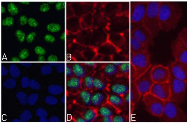 Phospho-Caspase 8 (Ser387) Antibody in Immunocytochemistry (ICC/IF)