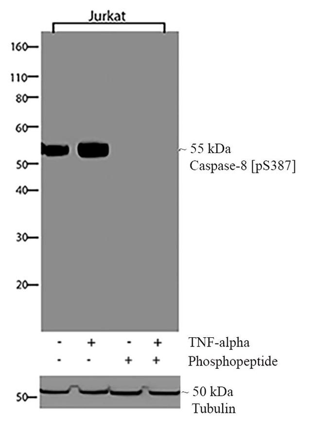 Phospho-Caspase 8 (Ser387) Antibody in Western Blot (WB)