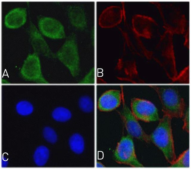 Cytochrome C Antibody in Immunocytochemistry (ICC/IF)