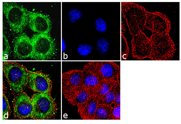 FZD4 Antibody in Immunocytochemistry (ICC/IF)