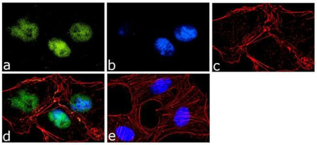 OCT4 Antibody in Immunocytochemistry (ICC/IF)