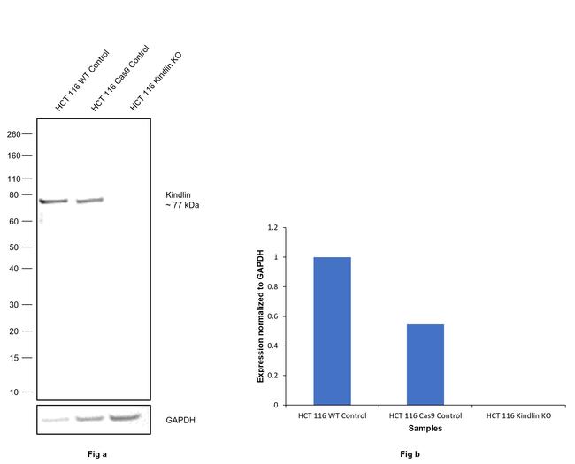 Kindlin Antibody in Western Blot (WB)