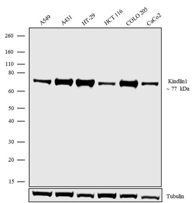 Kindlin Antibody in Western Blot (WB)