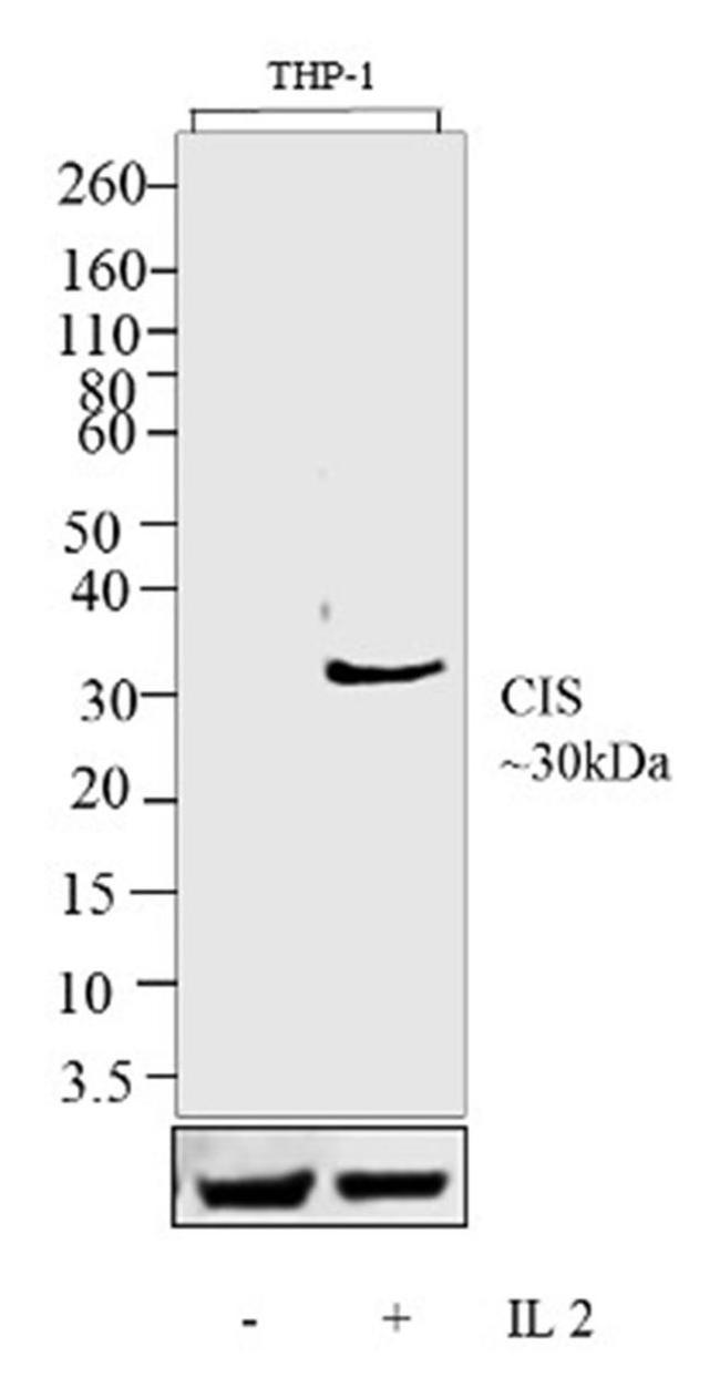 CIS Antibody