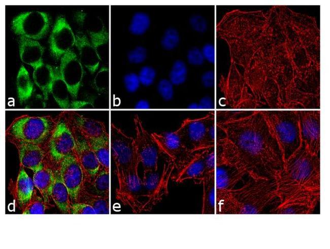 Phospho-S6 (Ser240, Ser244) Antibody