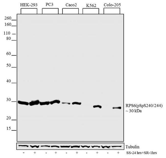 Phospho-S6 (Ser240, Ser244) Antibody in Western Blot (WB)