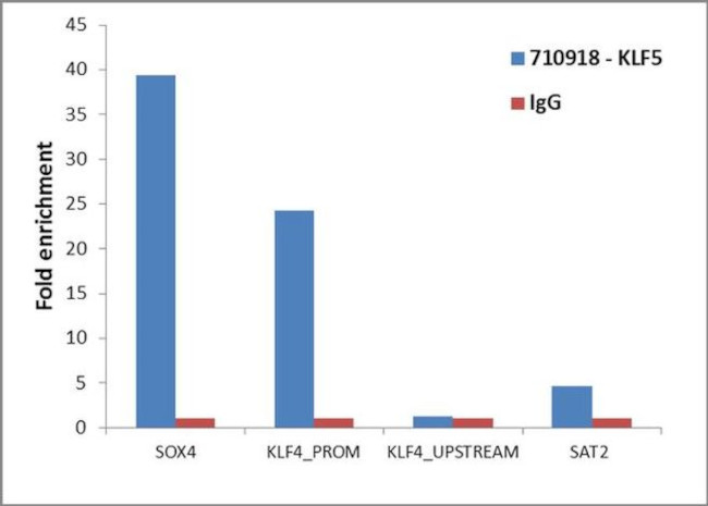 KLF5 Antibody in ChIP Assay (ChIP)