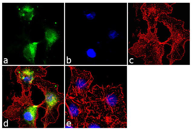 Glutamine Synthetase Antibody in Immunocytochemistry (ICC/IF)