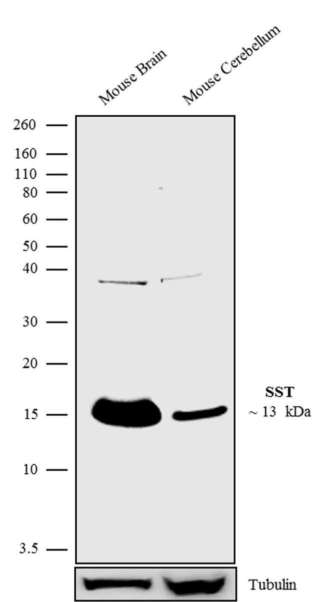 Somatostatin Antibody in Western Blot (WB)