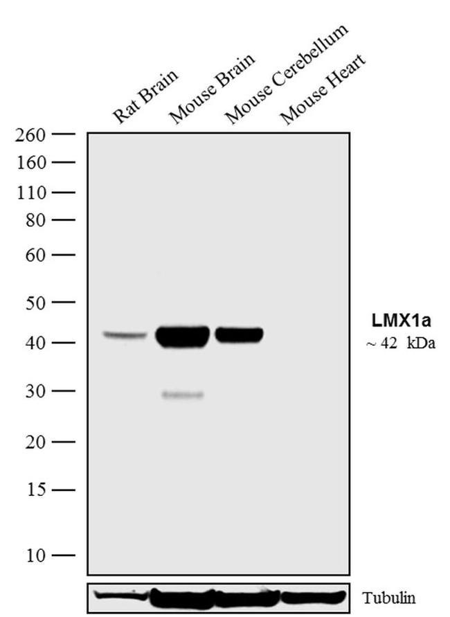 LMX1A Antibody in Western Blot (WB)