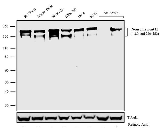 NF-H Antibody