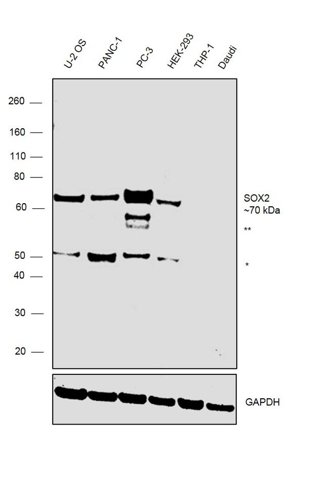 SOX9 Antibody in Western Blot (WB)