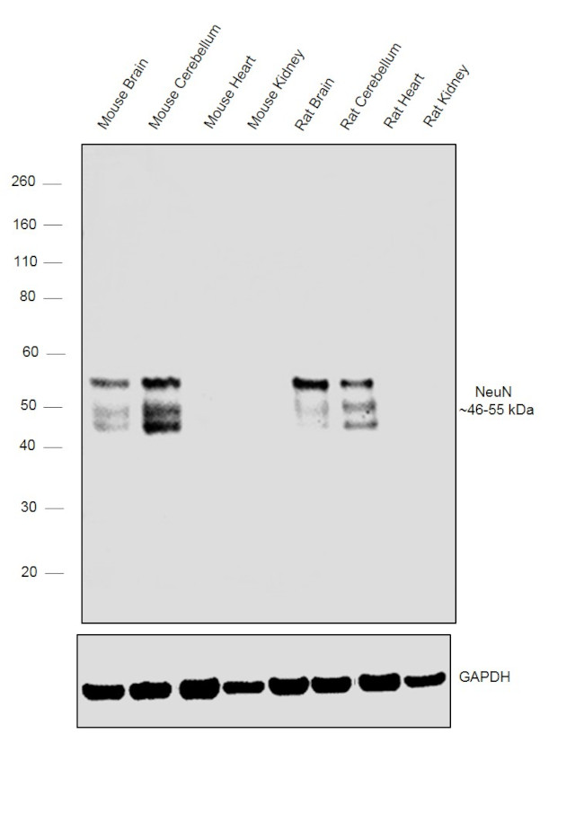 NeuN Antibody