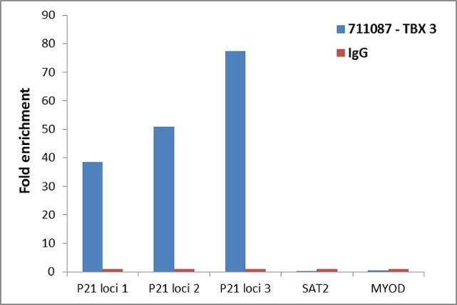 TBX3 Antibody