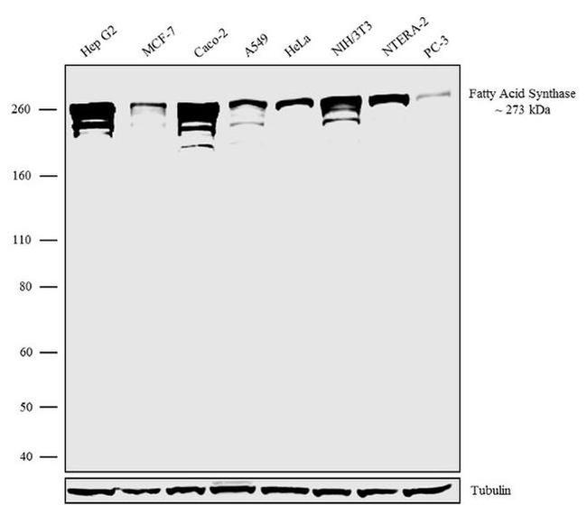 FASN Antibody in Western Blot (WB)