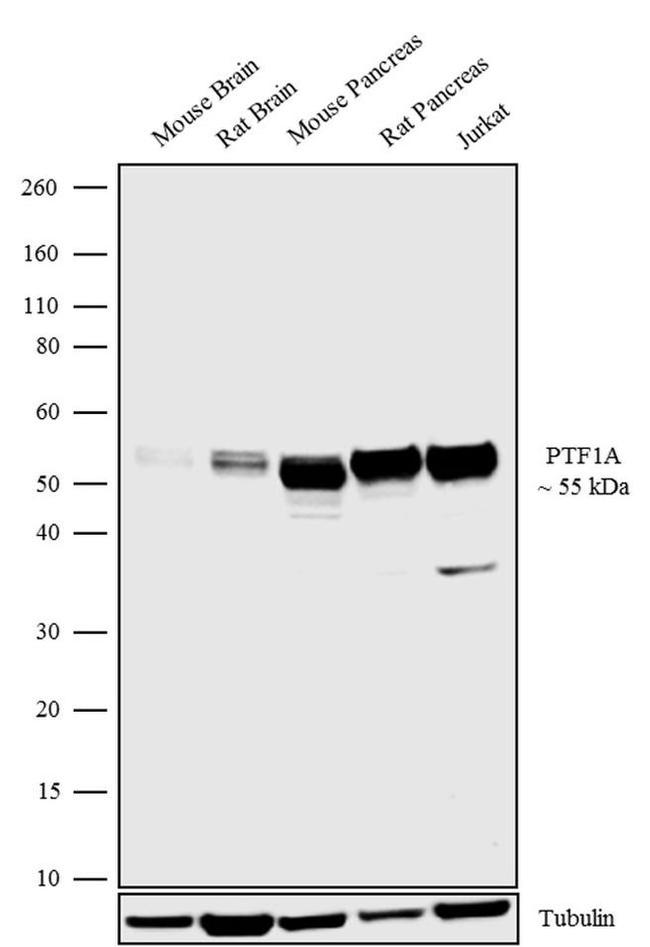 PTF1A Antibody in Western Blot (WB)