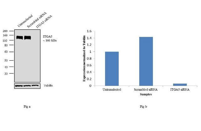 ITGA5 Antibody