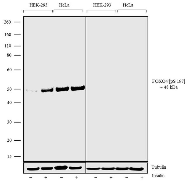 Phospho-FOXO4 (Ser197) Antibody