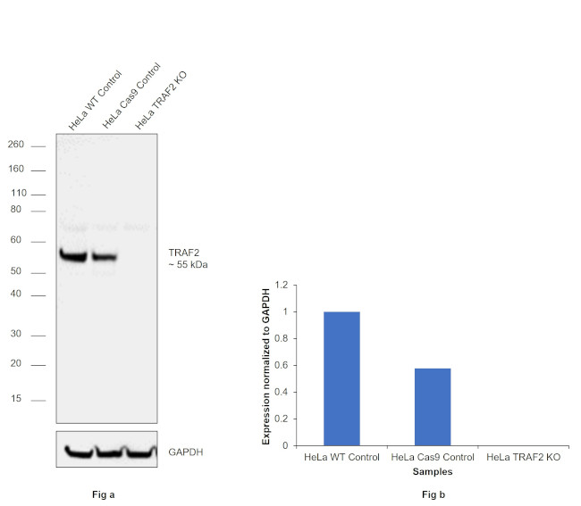 TRAF2 Antibody in Western Blot (WB)