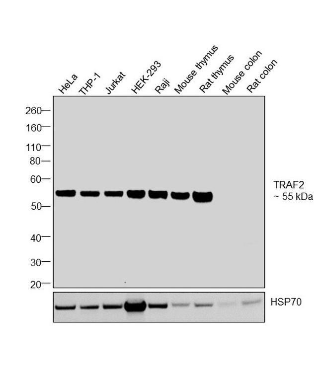 TRAF2 Antibody in Western Blot (WB)