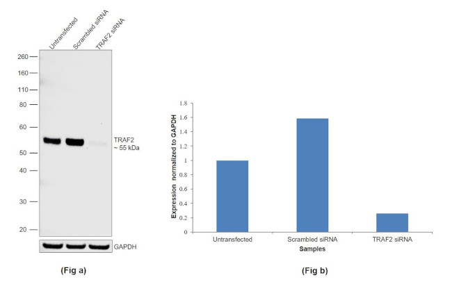 TRAF2 Antibody