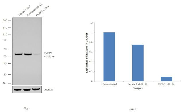 FKBP5 Antibody