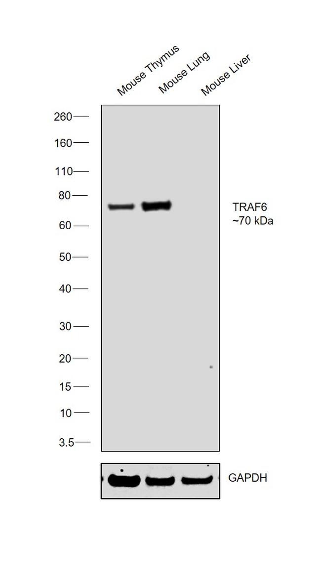 TRAF6 Antibody in Western Blot (WB)