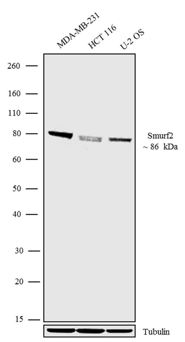 SMURF2 Antibody in Western Blot (WB)