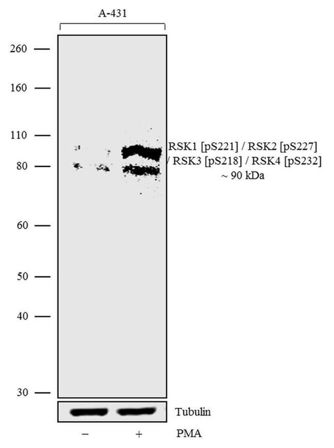 Phospho-RSK Pan (Ser221, Ser227, Ser218, Ser232) Antibody in Western Blot (WB)