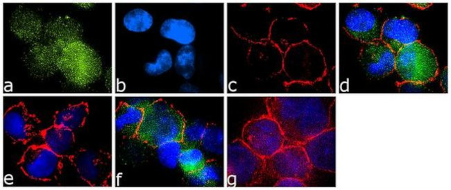 Phospho-c-Abl (Tyr393) Antibody in Immunocytochemistry (ICC/IF)