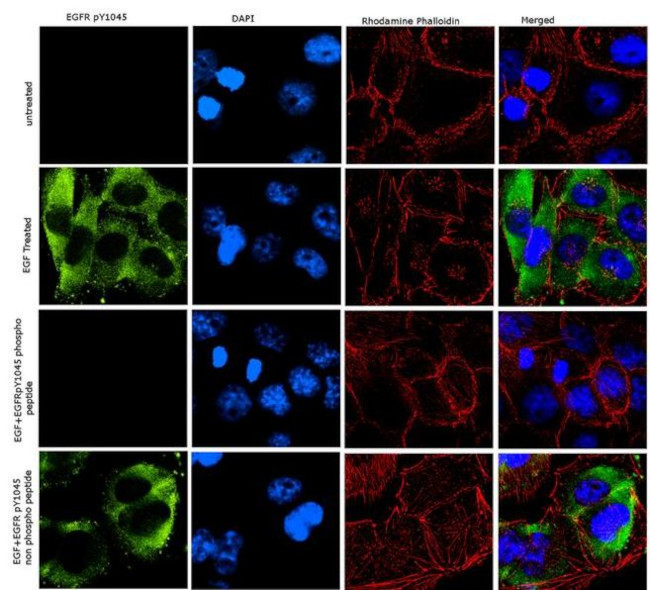 Phospho-EGFR (Tyr1045) Antibody in Immunocytochemistry (ICC/IF)