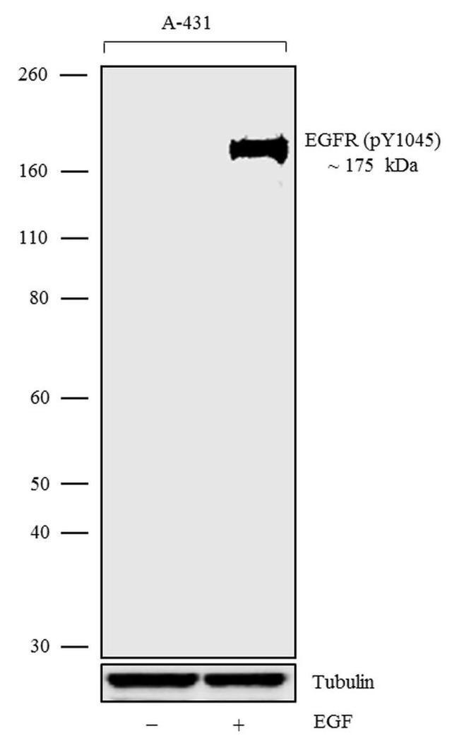 Phospho-EGFR (Tyr1045) Antibody in Western Blot (WB)