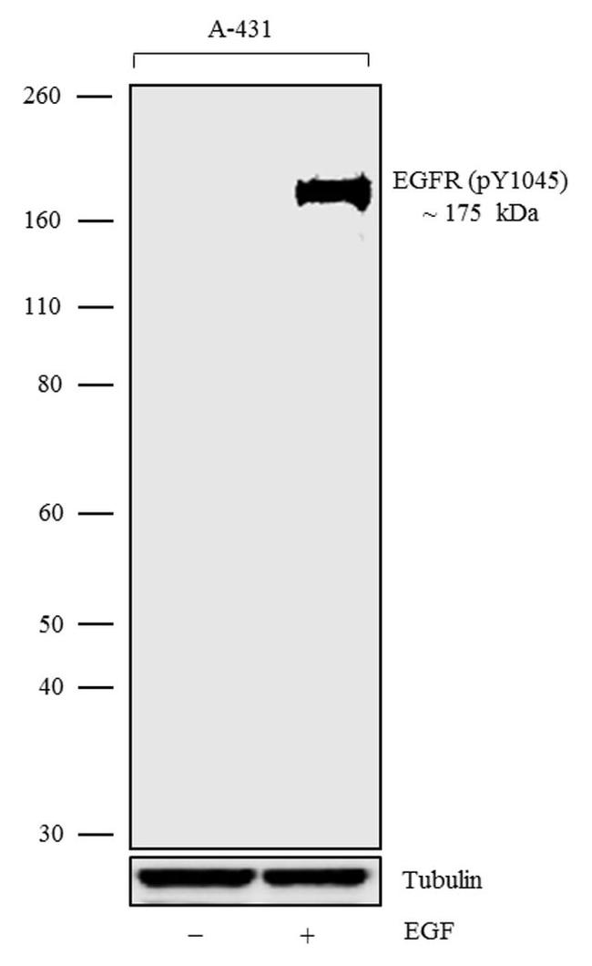 Phospho-EGFR (Tyr1045) Antibody