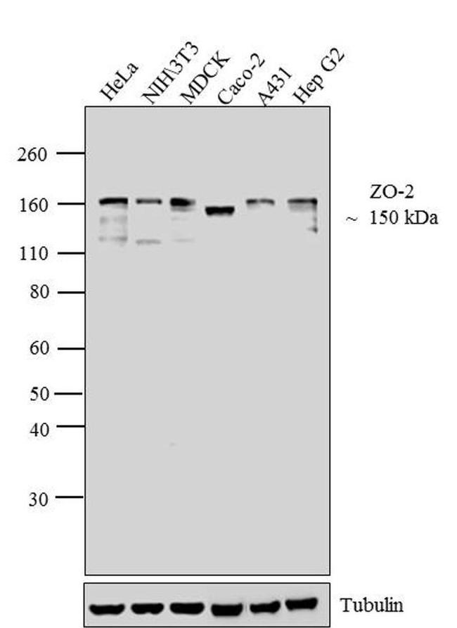 ZO-2 Antibody in Western Blot (WB)