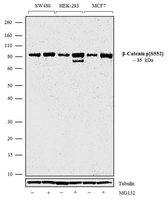 Phospho-beta Catenin (Ser552) Antibody