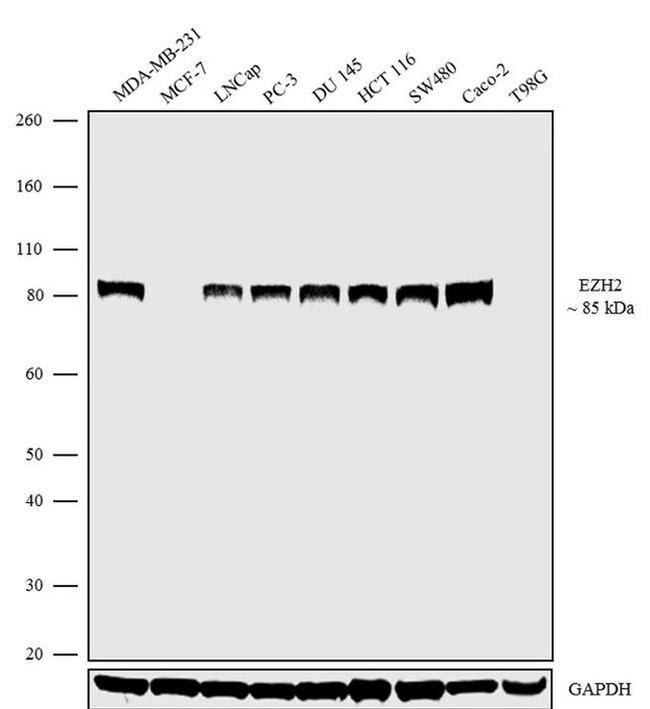 EZH2 Antibody in Western Blot (WB)