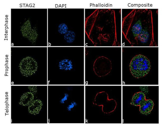 STAG2 Antibody in Immunocytochemistry (ICC/IF)