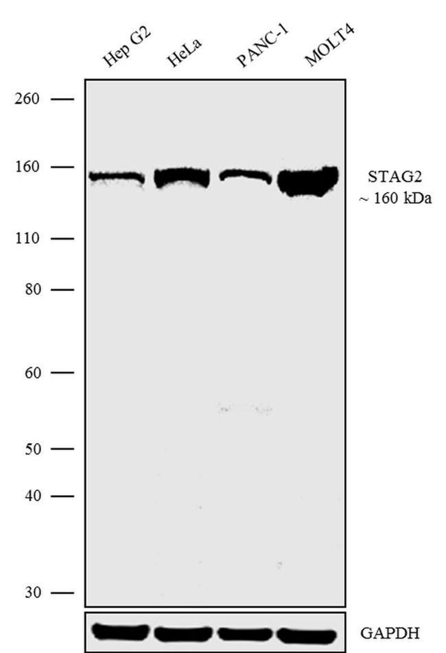 STAG2 Antibody in Western Blot (WB)