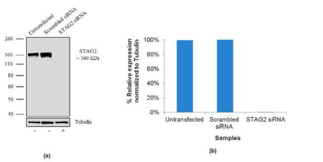 STAG2 Antibody