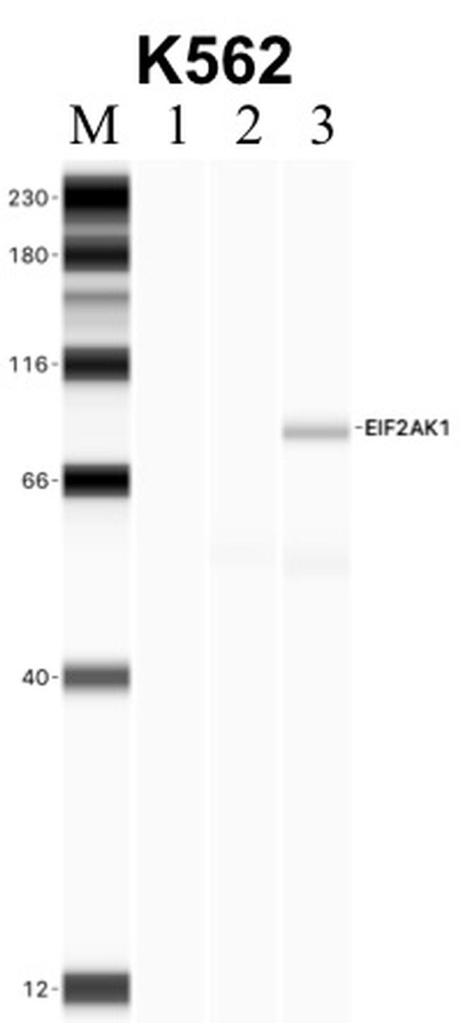 HRI Antibody in RNA Immunoprecipitation (RIP)