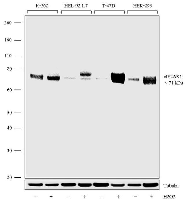 HRI Antibody in Western Blot (WB)