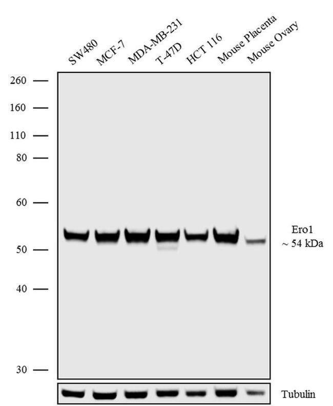 ERO1L Antibody in Western Blot (WB)