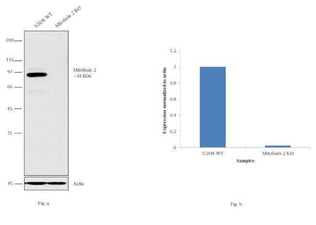 MFN2 Antibody in Western Blot (WB)