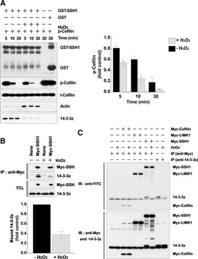 FITC Antibody in Western Blot (WB)