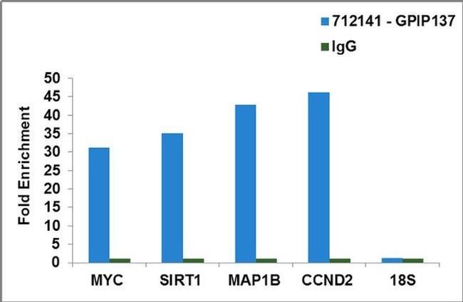 GPIP137 Antibody in RNA Immunoprecipitation (RIP)