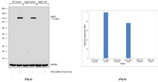 UBE1L Antibody in Western Blot (WB)