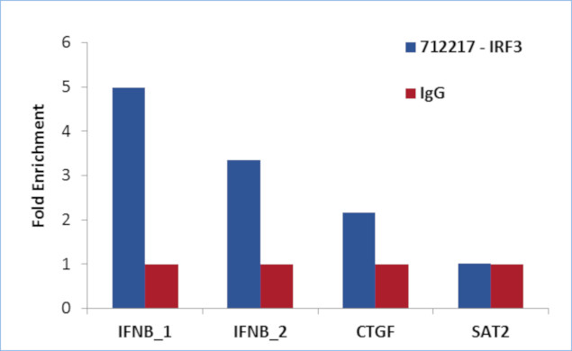 IRF3 Antibody in ChIP Assay (ChIP)